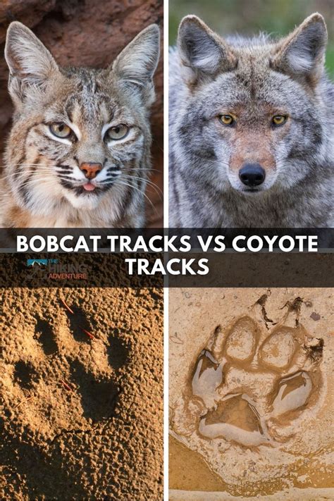 bobcat mini track|bobcat tracks vs coyote.